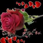 GOOD NIGHT