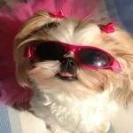 puppy memes